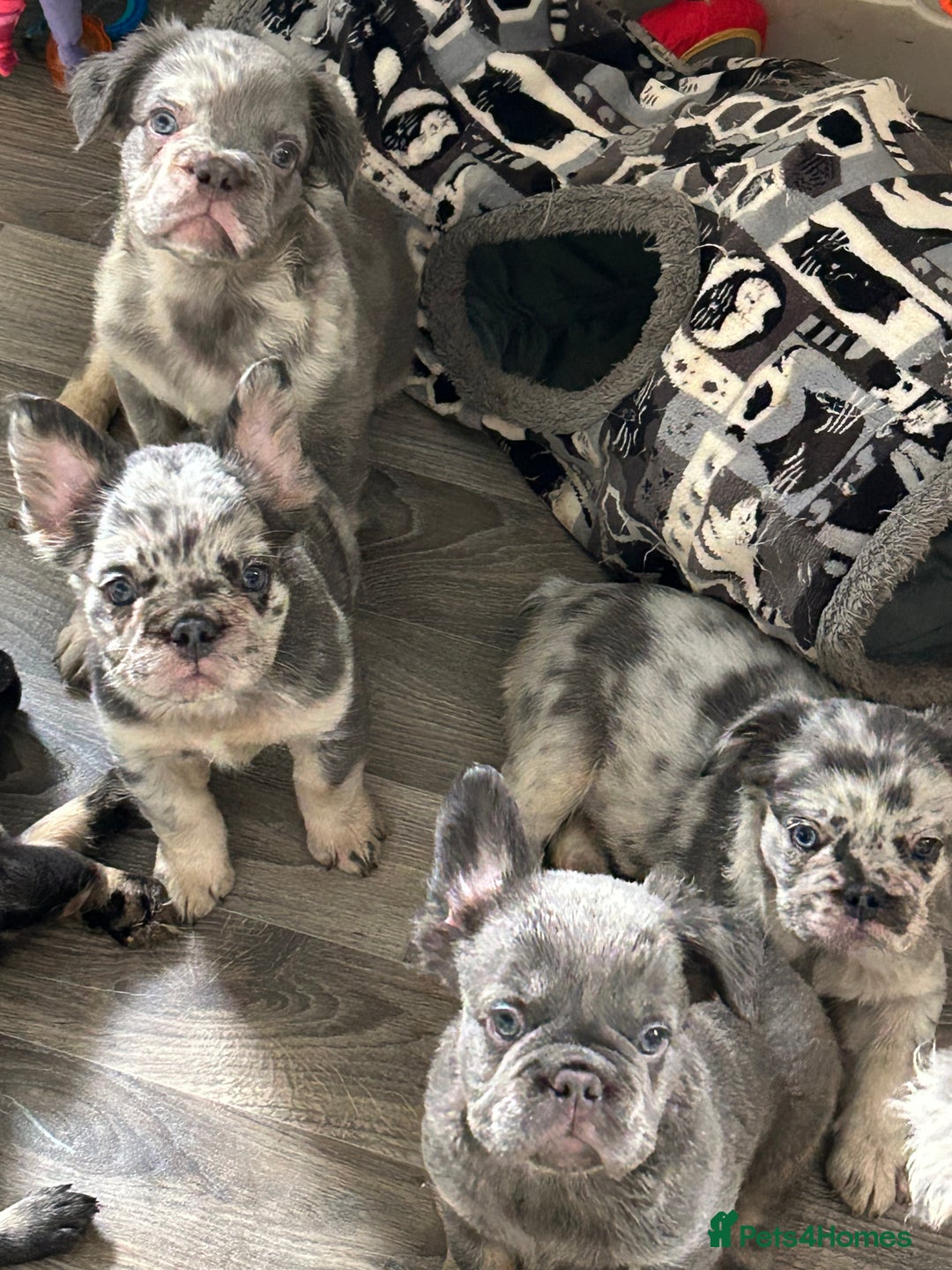 French Bulldog dogs for sale: 🐾Ready now 🔥Fluffy French bulldogs🔥🐾 in Rotherham - Image 1