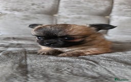 Chihuahua dogs for sale: Tiny Long-Haired Chihuahua Puppies - Image 12