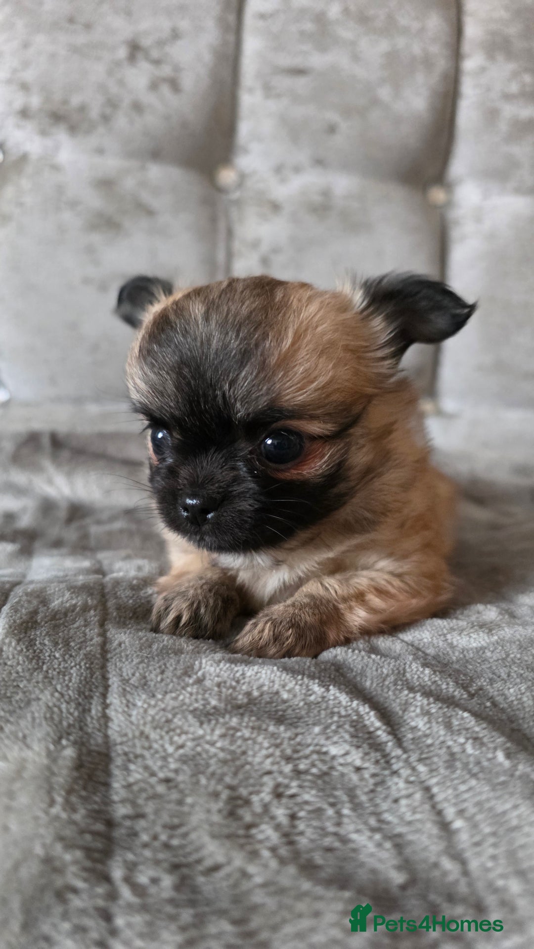 Chihuahua dogs for sale: Tiny Long-Haired Chihuahua Puppies - Image 12