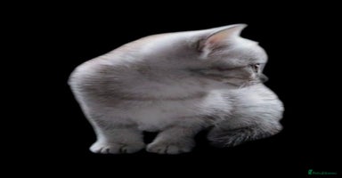 British Shorthair cats - Advert 5