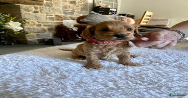Cockapoo dogs - Advert 1