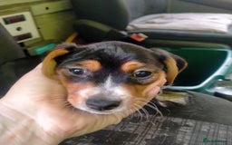 Mixed Breed dogs for sale: Cocker jack - Image 3