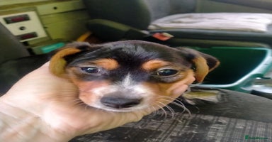 Mixed Breed dogs - Advert 4