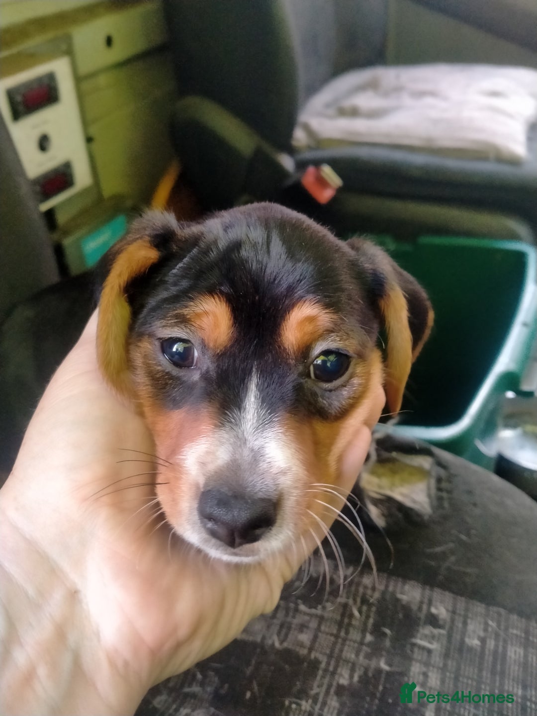 Mixed Breed dogs for sale: Cocker jack - Image 3