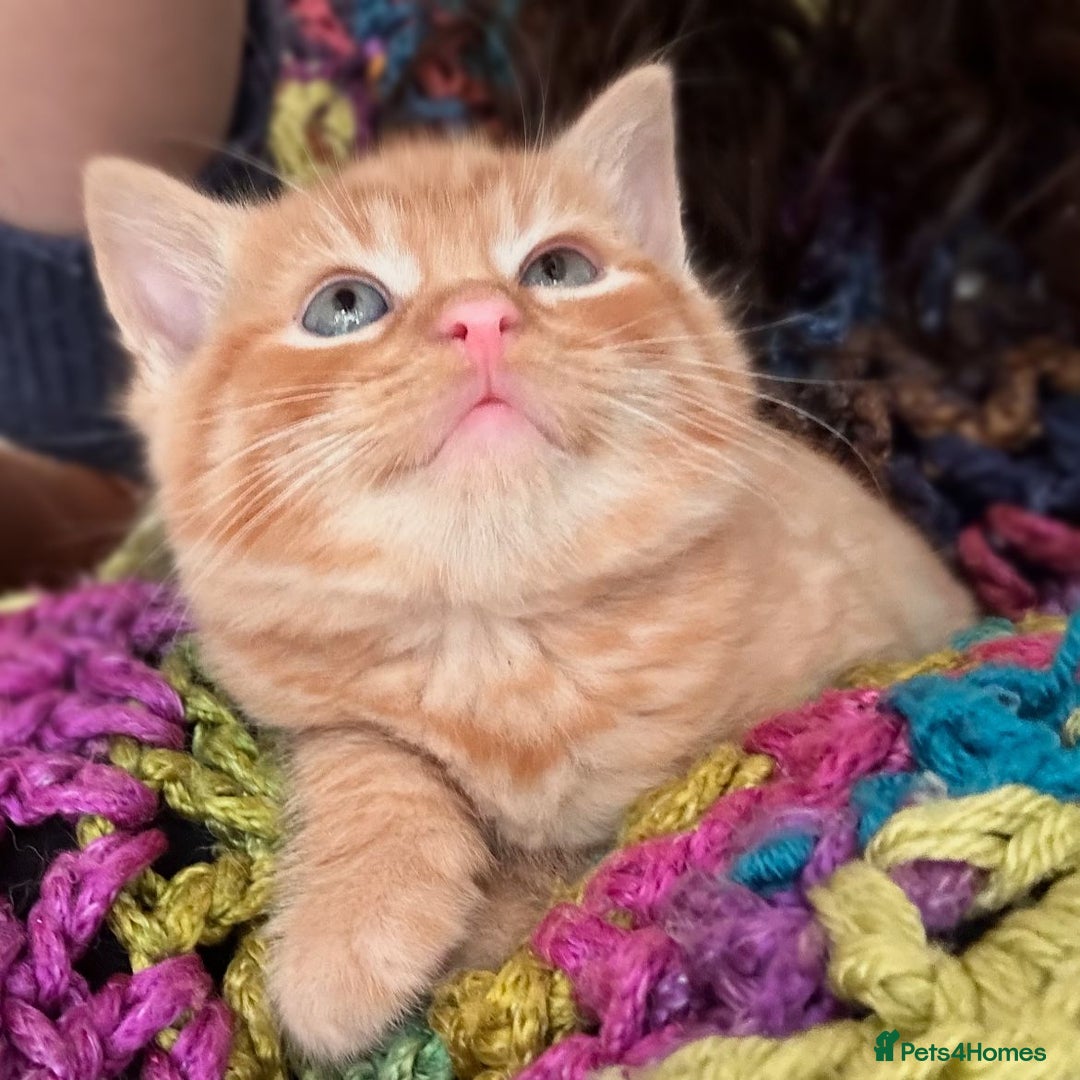 Mixed Breed cats for sale: Beautiful fluffy Russian blue x kittens available  - Advert 2