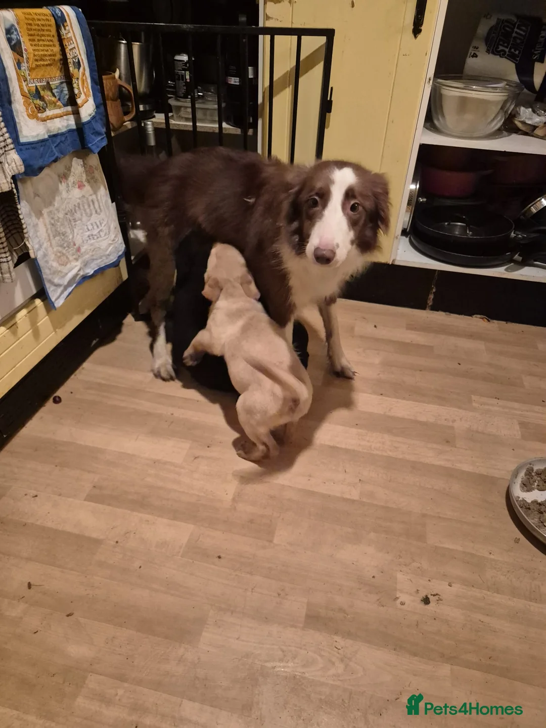 Borador dogs for sale: 2 female borador puppies - Advert 4