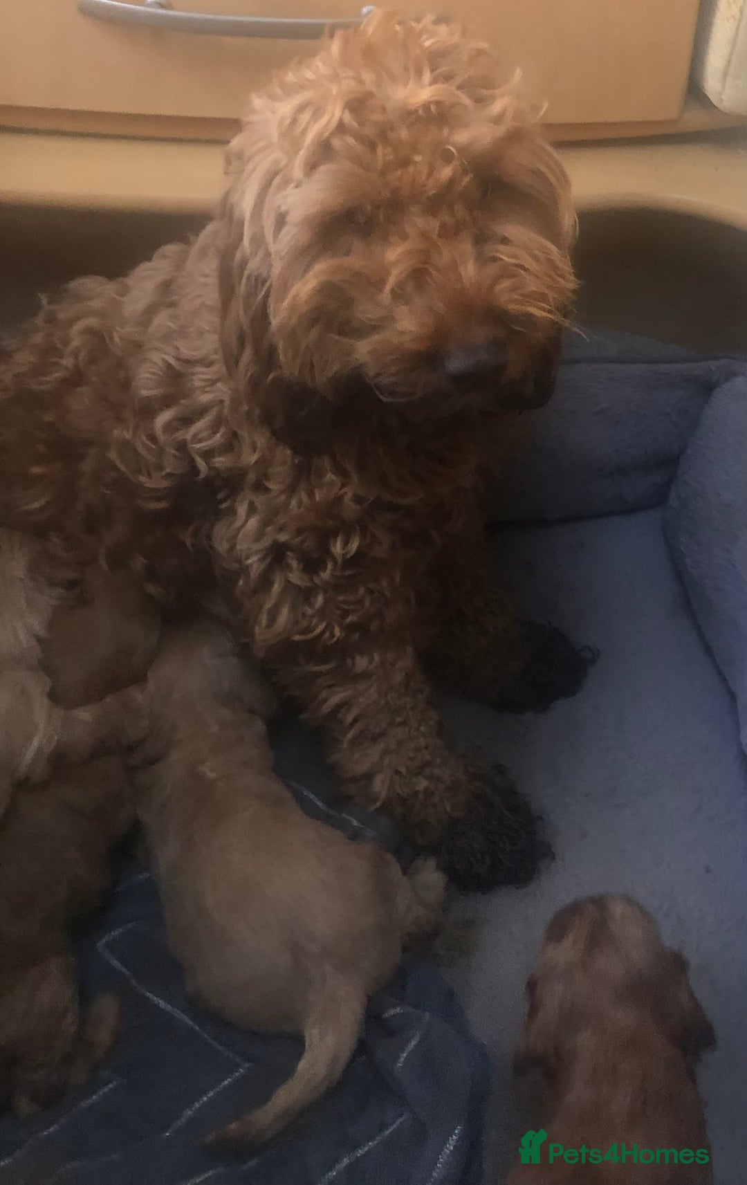 Cockapoo dogs for sale: Cockapoo puppy’s  - Advert 1