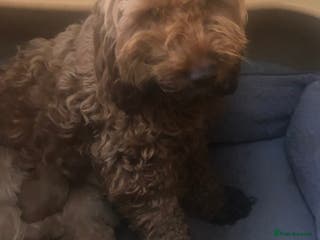 Cockapoo dogs Cockapoo puppy’s - Advert 13