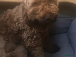 Cockapoo dogs Cockapoo puppy’s - Advert 15