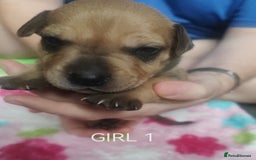 Mixed Breed dogs for sale: Lab x staff pups  - Image 21