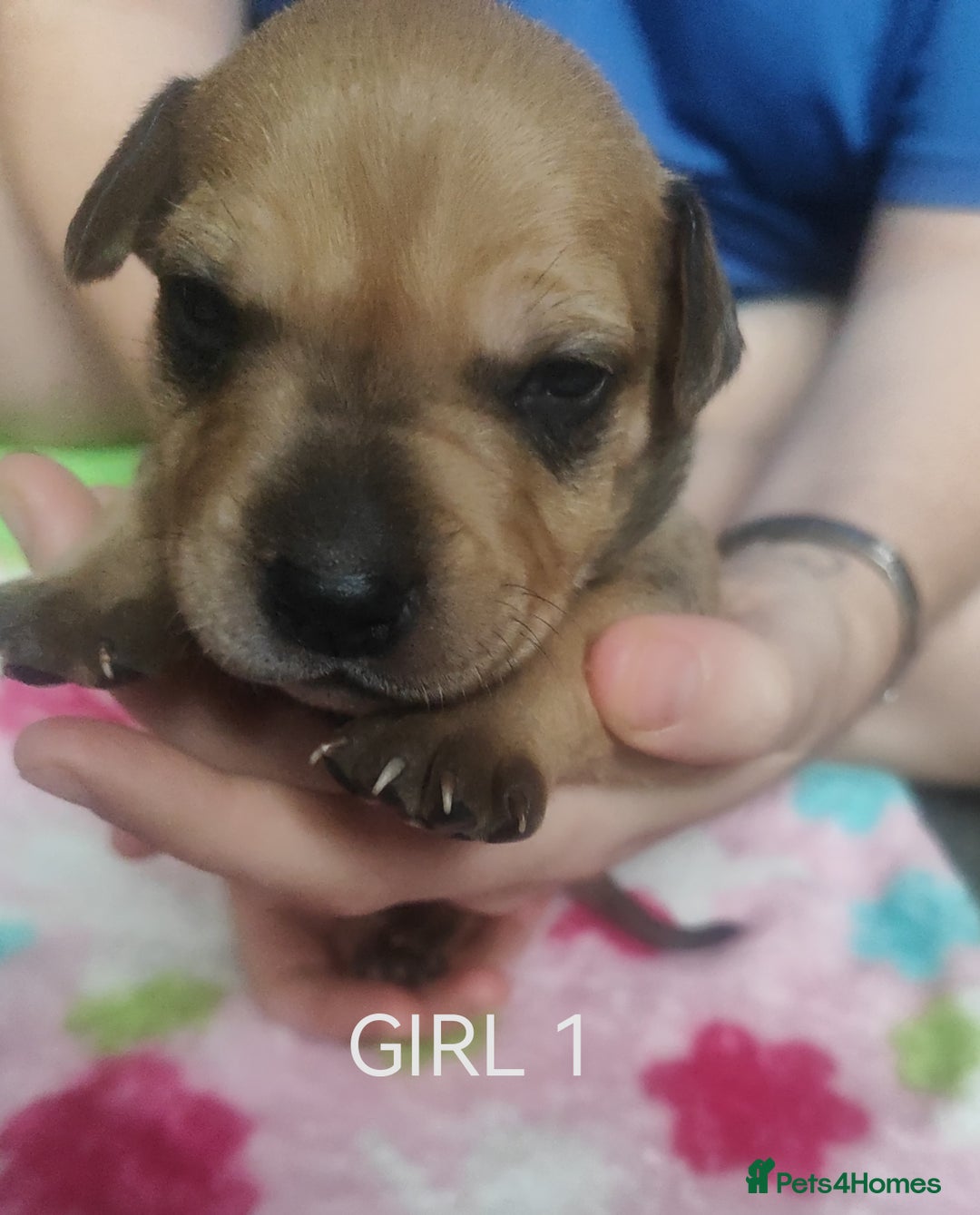 Mixed Breed dogs for sale: Lab x staff pups  - Image 21