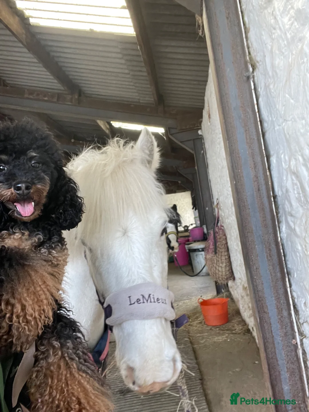 Other Breed horses for sale: Honest ad  in Selkirk - Advert 22