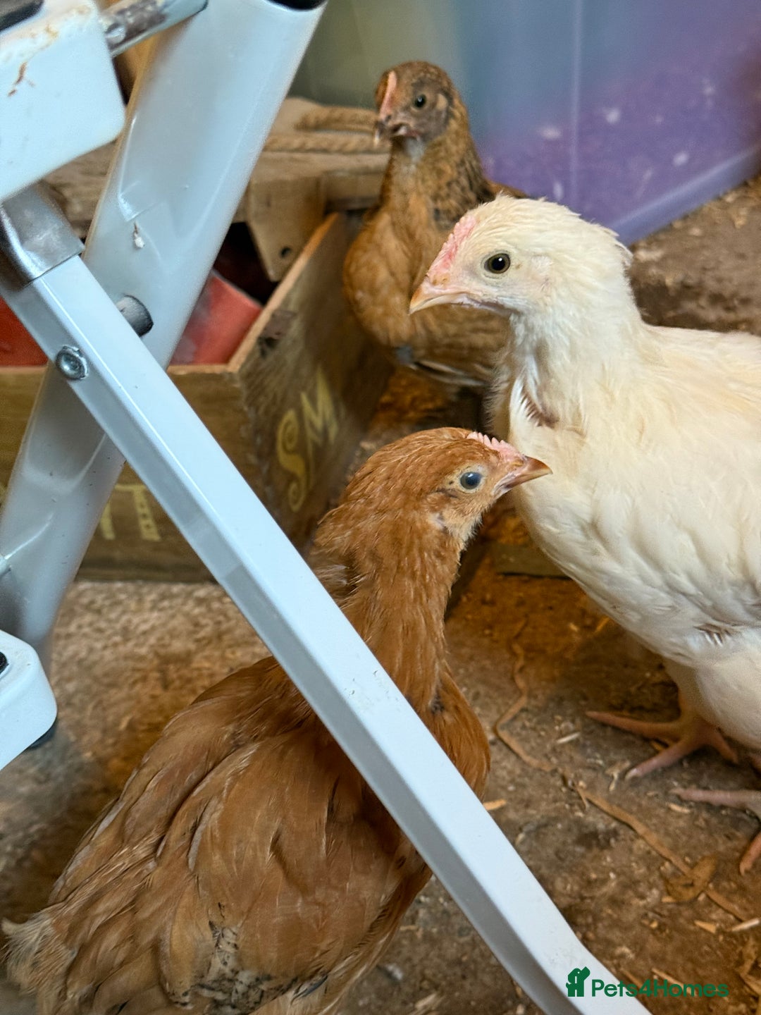 Chickens poultry for sale: 6 week old chickens various colours - Image 5