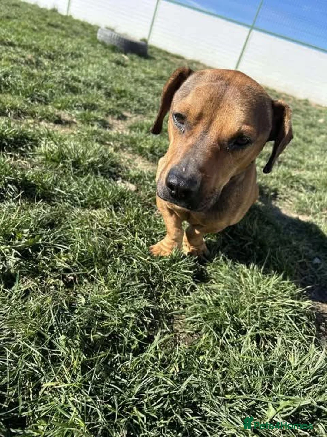 Mixed Breed dogs for adoption: Rescue boy Noodle is looking for his forever home - Advert 20