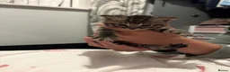 American Wirehair cats for sale: Cuties  in Mitcham - Advert 10