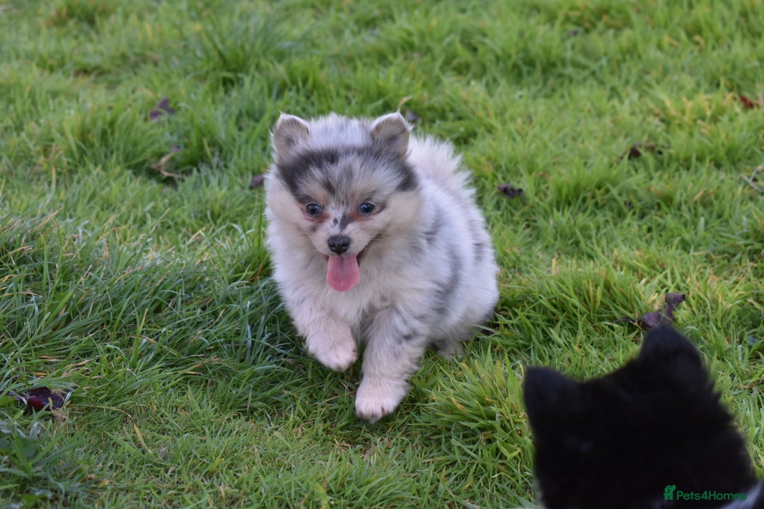 Pomsky dogs for sale: Merle Genuine Toy Size  Pomsky Puppies - Image 19