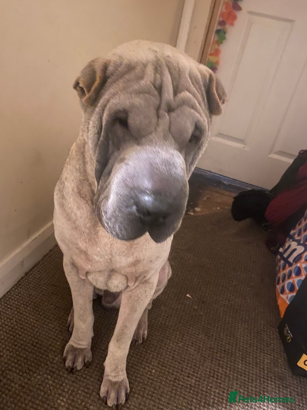 Shar Pei dogs for sale: Sharpei - Advert 4