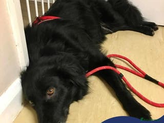 Mixed Breed dogs Meet Hera, currently residing in Middlesex in West Drayton - Advert 1