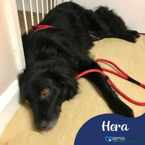 Mixed Breed dogs Meet Hera, currently residing in Middlesex in West Drayton - Advert 23
