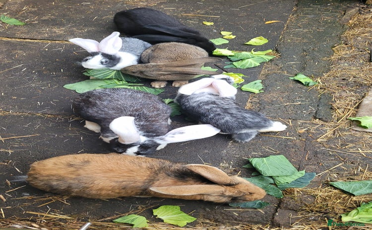 Continental Giant rabbits - Advert 1