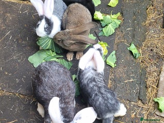 Continental Giant rabbits - Advert 1