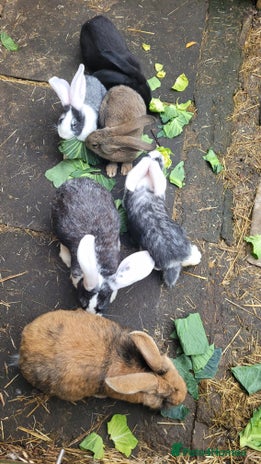 Continental Giant rabbits - Advert 1