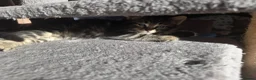 Norwegian Forest Cat cats for sale: Norwegian forest cat X marbled bengal - Advert 15
