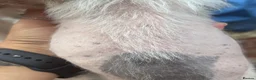 Chinese Crested dogs for sale: Hairless Chinese Cresteds  - Advert 13