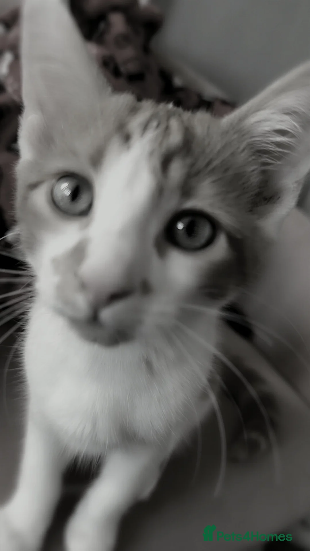 Mixed Breed cats for sale: Adorable kitten for sale!  - Advert 7