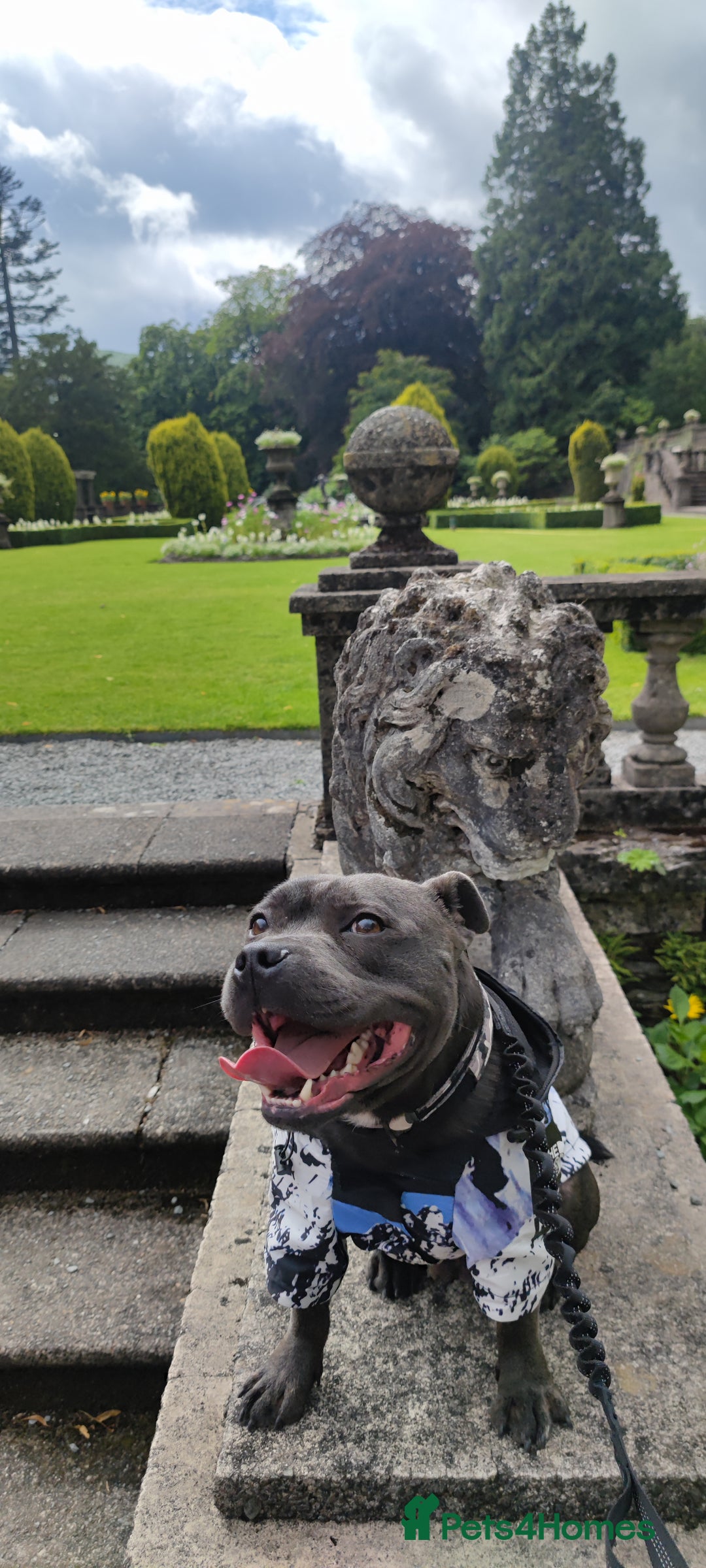 Staffordshire Bull Terrier dogs for stud: 🥇 KC Stafford Stud – Elite Line, Loving Nature - Image 4