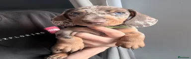 Miniature Dachshund 5