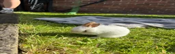 Mixed Breed rabbits for sale: Gorgeous mixed dwarf lop bunnies  - Advert 4