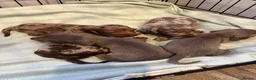 Miniature Dachshund dogs for sale: Dachshund puppies  - Advert 10