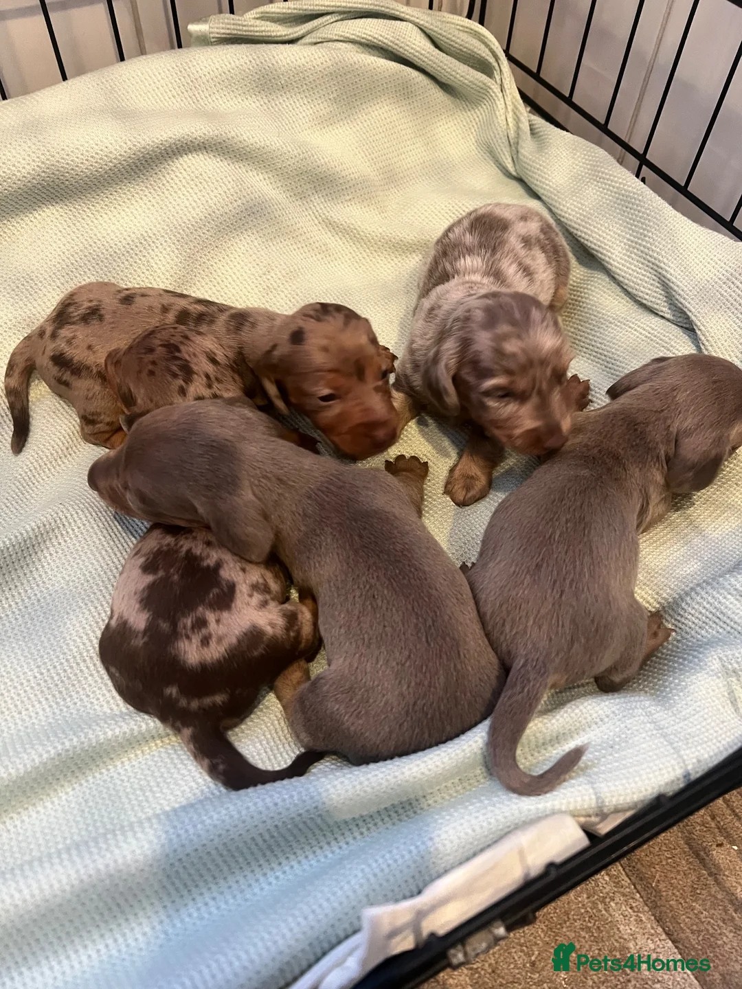 Miniature Dachshund dogs for sale: Dachshund puppies  - Advert 10