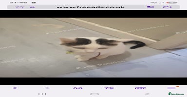 Mixed Breed cats - Advert 2