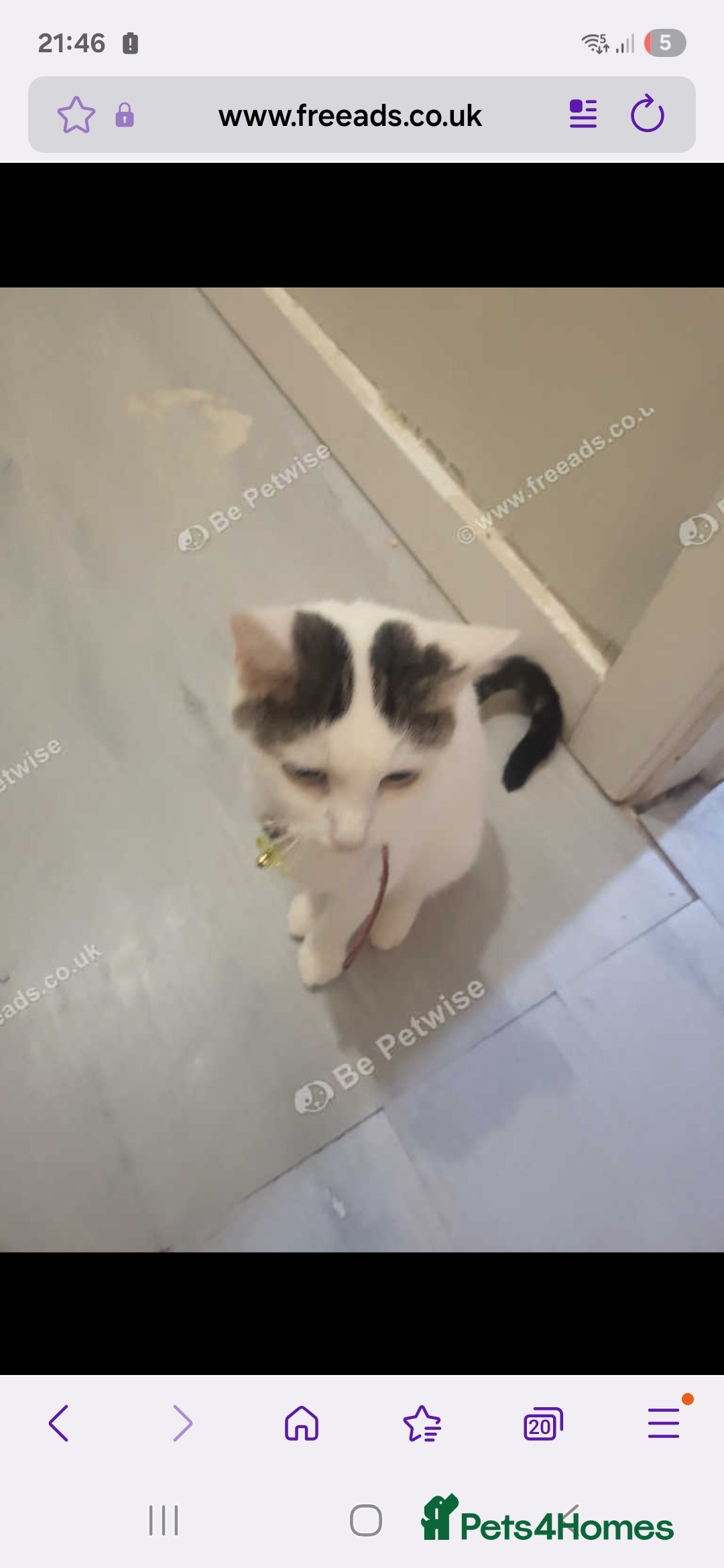 Mixed Breed cats for sale: Prudence - Image 3