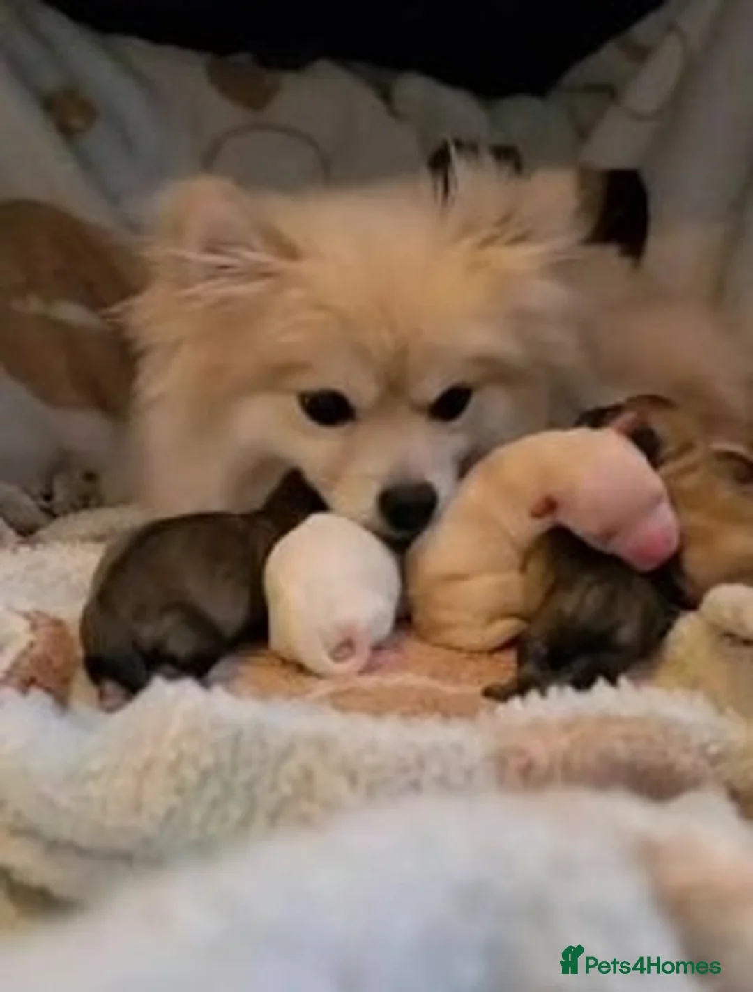 Pomeranian dogs for sale: Last little girl looking for her forever home in Basildon - Advert 9