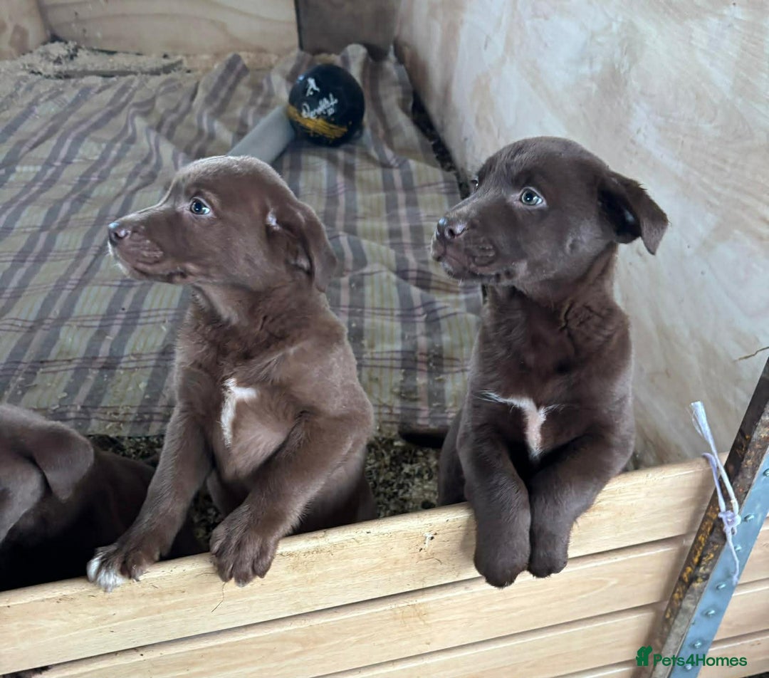 Mixed Breed dogs for sale: Chunky Chocolate Labrador cross Sheepdog - Advert 5