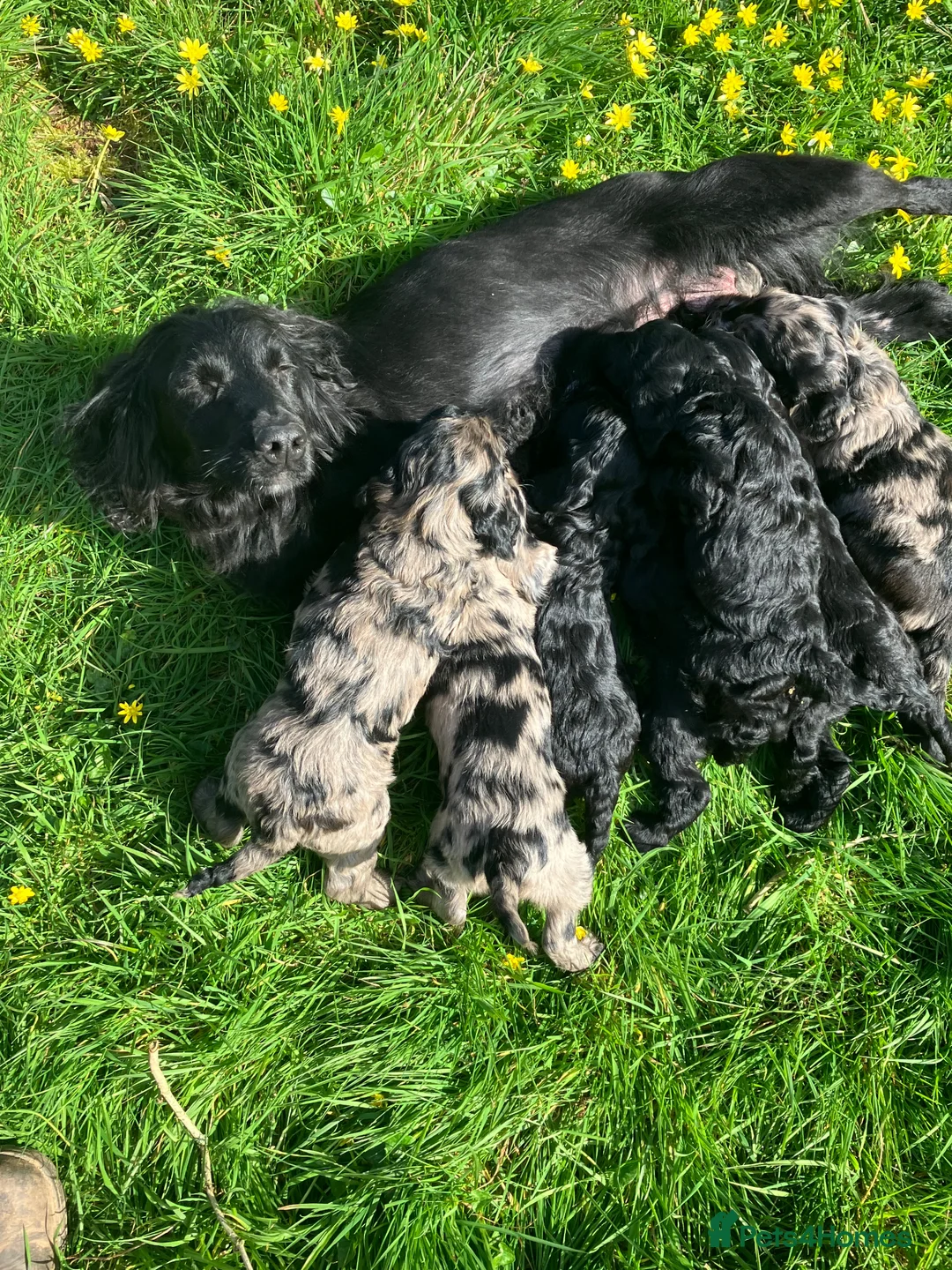 Cockapoo dogs for sale: Beautiful Cockapoo babys ready for new adventures. - Advert 2
