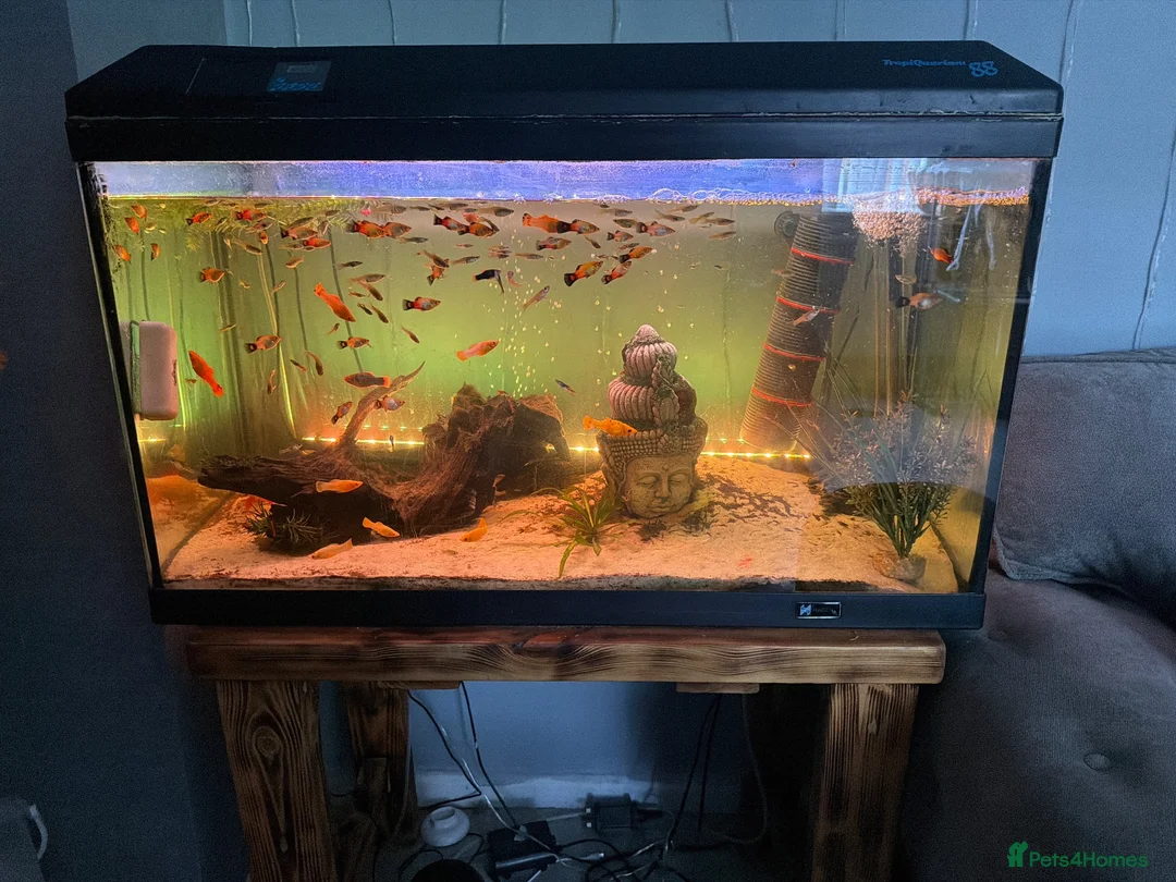 Mollies fish for sale: Fish tank full step up  in Pontefract - Advert 1