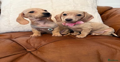 Miniature Dachshund dogs - Advert 1