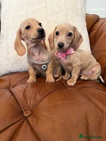 Miniature Dachshund dogs - Advert 16