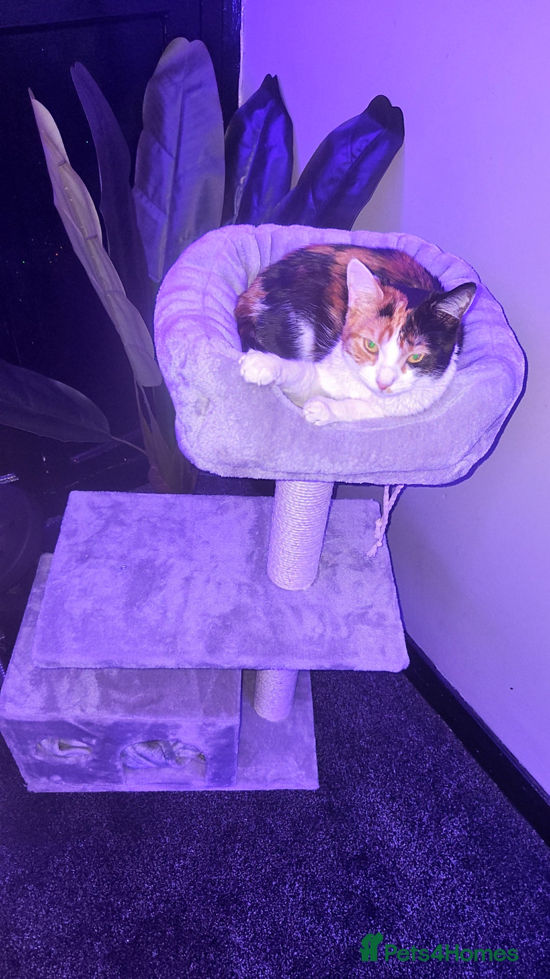 Domestic Shorthair cats for sale: Calico domestic short hair - Image 7