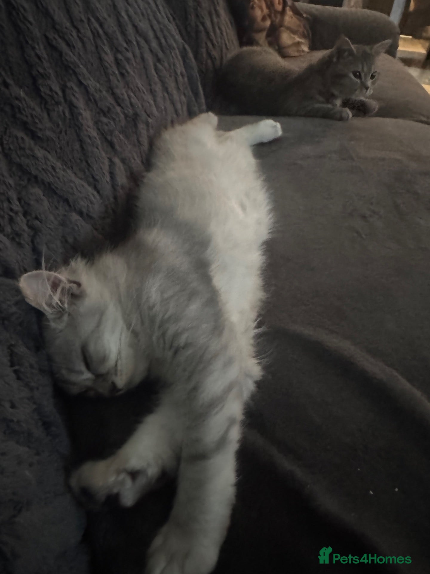 Mixed Breed cats British shorthair x Persian  - Advert 2