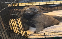 German Shepherd dogs for sale: German shepherd puppies  - Image 10