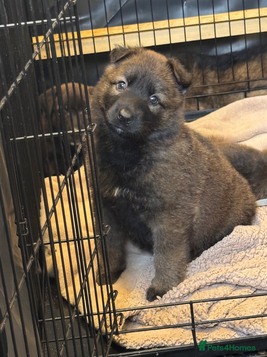 German Shepherd dogs for sale: German shepherd puppies  - Image 10