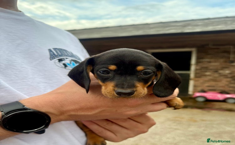 Miniature Dachshund dogs - Advert 9