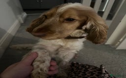 Cocker Spaniel dogs for stud: KC Reg Show Cocker Spaniel- Extensively DNA tested in Warrington - Image 18