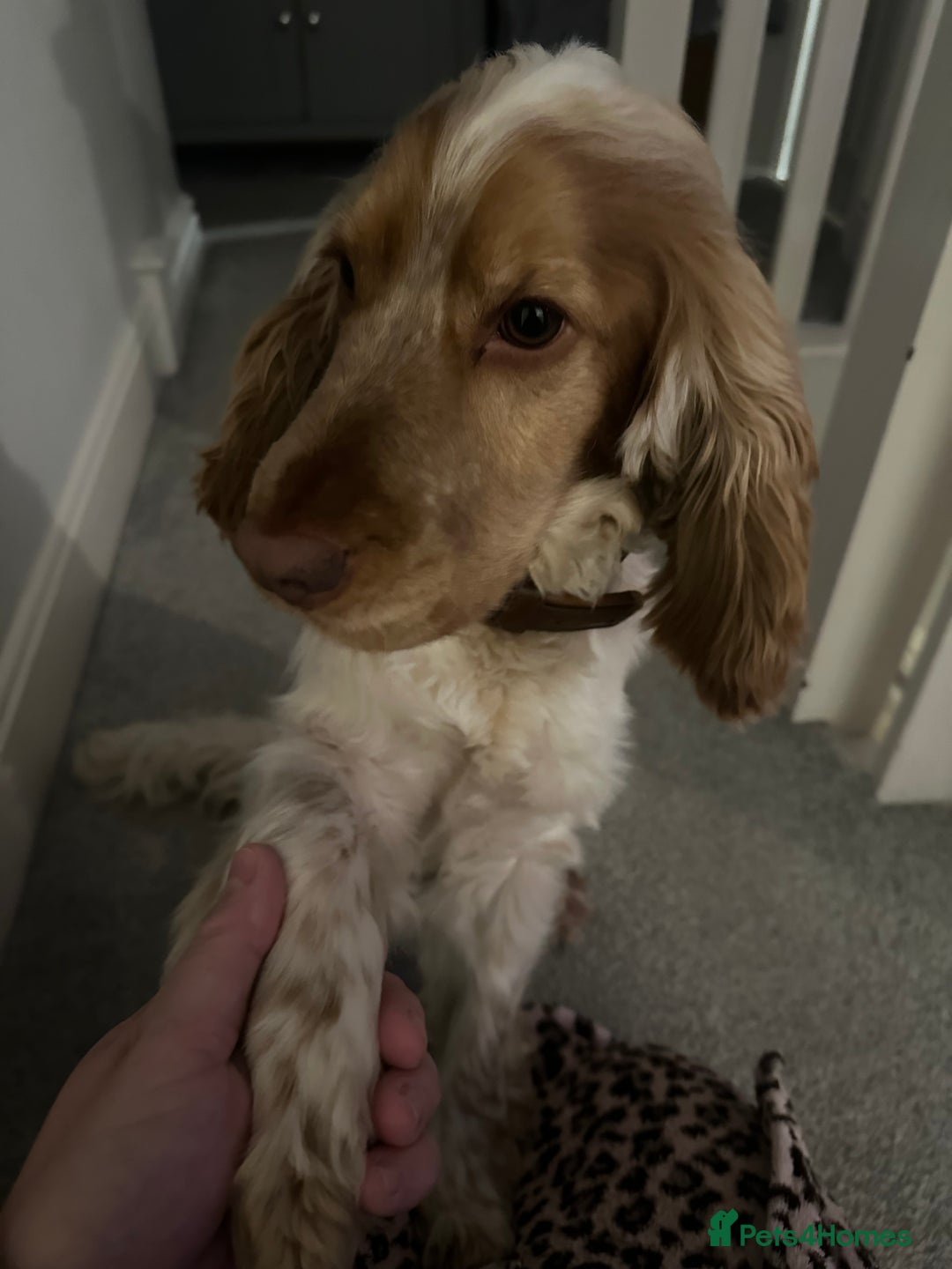 Cocker Spaniel dogs for stud: KC Reg Show Cocker Spaniel- Extensively DNA tested in Warrington - Image 18