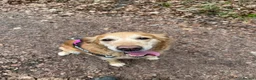 Golden Retriever dogs for sale: Beloved Golden Retriever for adoption  - Advert 4